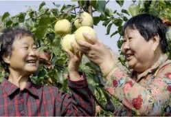 礼泉吃瓜最新事件爆料是真的吗,真相揭秘还是网络谣言？